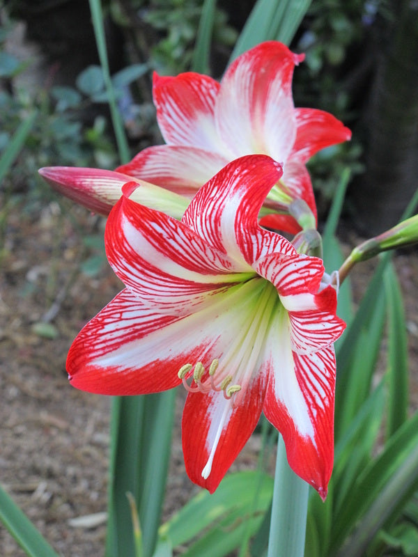 Amaryllis Flower seeds for Planting - Shade Tolerant, Heirloom & GMO Free Seeds for Home Garden