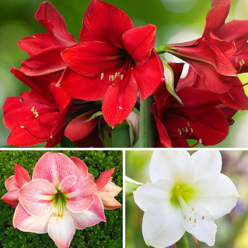 MultiColored Amaryllis Flower seeds for Planting Seasonal Bloomer Heirloom & GMO Free Seeds for Home Garden
