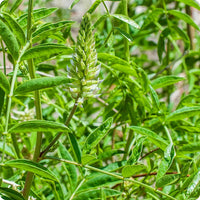 American Licorice seeds Glycyrrhiza lepidota plant for outdoor gardens