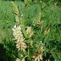 Native American Licorice flowers grown from seeds for pollinator gardens