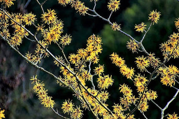 American Witch Hazel Seeds – Hamamelis virginiana Yellow Flower Shrub Tree