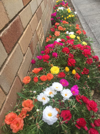 Portulaca Moss Rose Flower seeds for Planting Vibrant Colors Heirloom & GMO Free Seeds for Home Garden