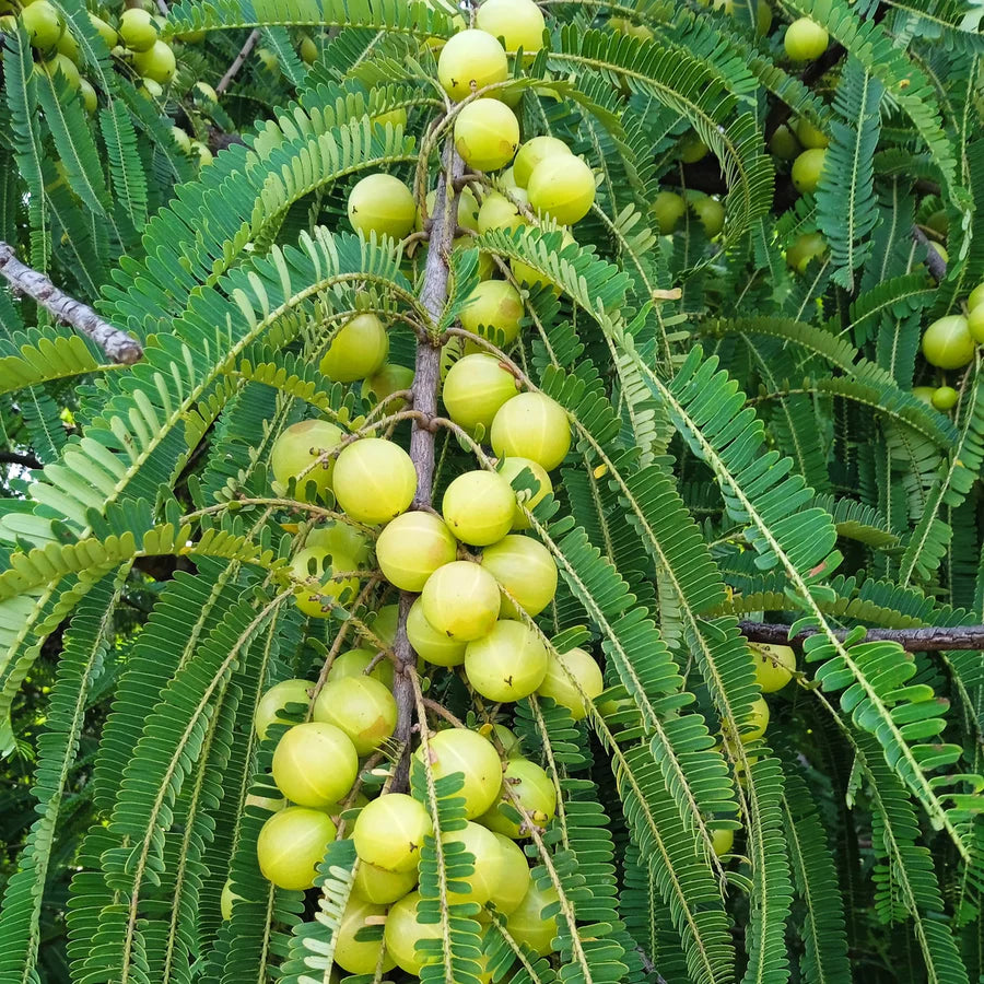 Green Amla Seeds for Planting - Grow Your Own Amla Tree