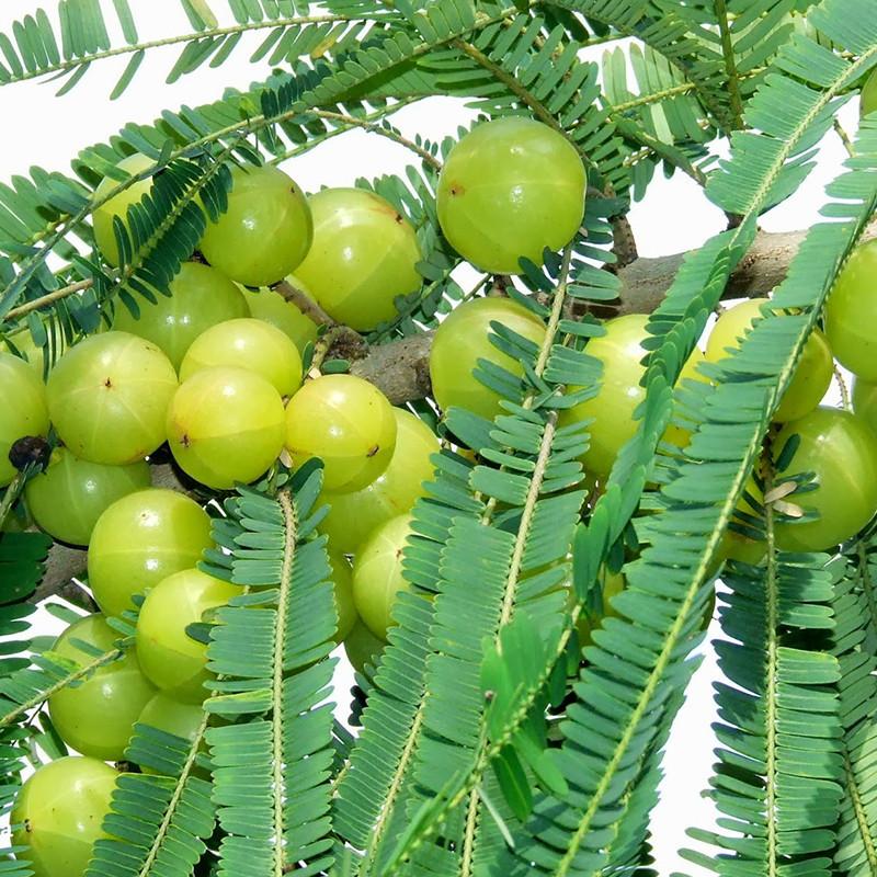 Green Amla Seeds for Planting - Grow Your Own Amla Tree