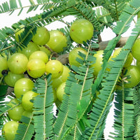 Green Amla Seeds for Planting - Grow Your Own Amla Tree