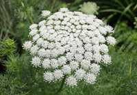 Ammi Flower seeds for Planting Sun Loving Heirloom & GMO Free Seeds for Home Garden 
 
 Sale