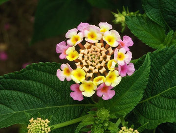 Lantana Camara Bonsai Seeds Five Color Hydrangea
