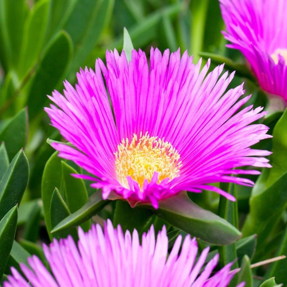 Delosperma Flower seeds for Planting - Shade Tolerant, Heirloom & GMO Free Seeds for Home Garden