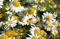 Close-up of Anacyclus Pyrethrum daisy-like flowers