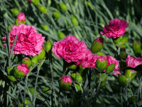 Carnation Flower seeds for Planting Pollinator Friendly Heirloom & GMO Free Seeds for Home Garden