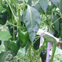 Ancho Poblano pepper seedlings for garden planting
