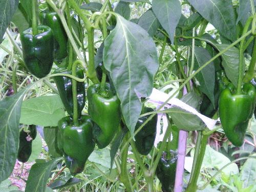 High quality ancho seeds non GMO