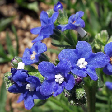 Blue Anchusa Flower seeds for Planting Perfect for Borders Heirloom & GMO Free Seeds for Home Garden
 
 Sale