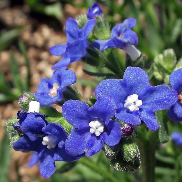 Blue Anchusa Flower seeds for Planting Perfect for Borders Heirloom & GMO Free Seeds for Home Garden
 
 Sale