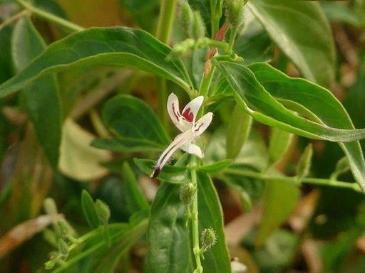 Andrographis Flower seeds for Planting Compact Growth Heirloom & GMO Free Seeds for Home Garden