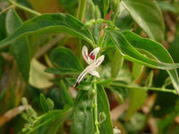 Andrographis Flower seeds for Planting Compact Growth Heirloom & GMO Free Seeds for Home Garden