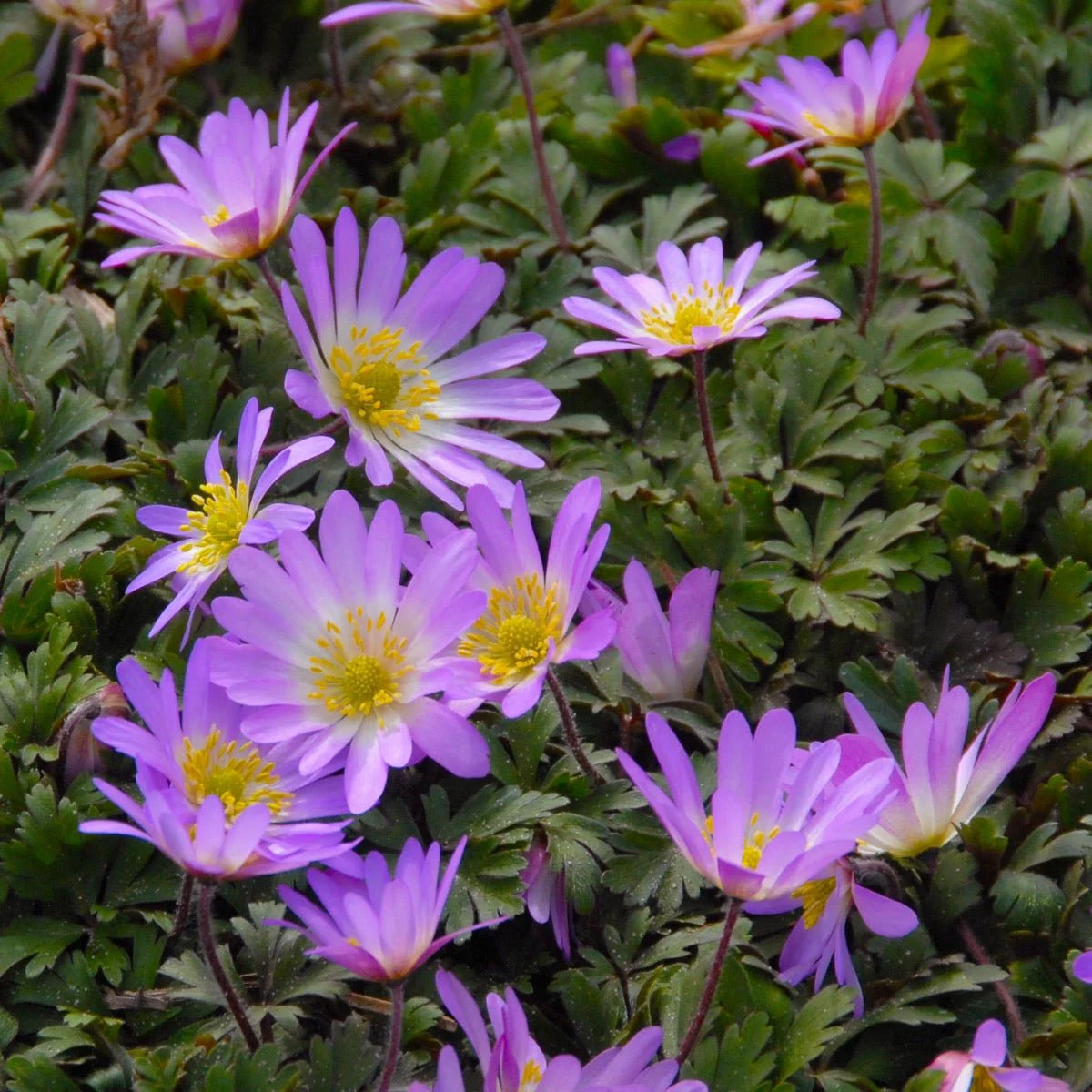 Pink Blanda Star Flower seeds for Planting Shade Tolerant Heirloom & GMO Free Seeds for Home Garden 
 
 Sale