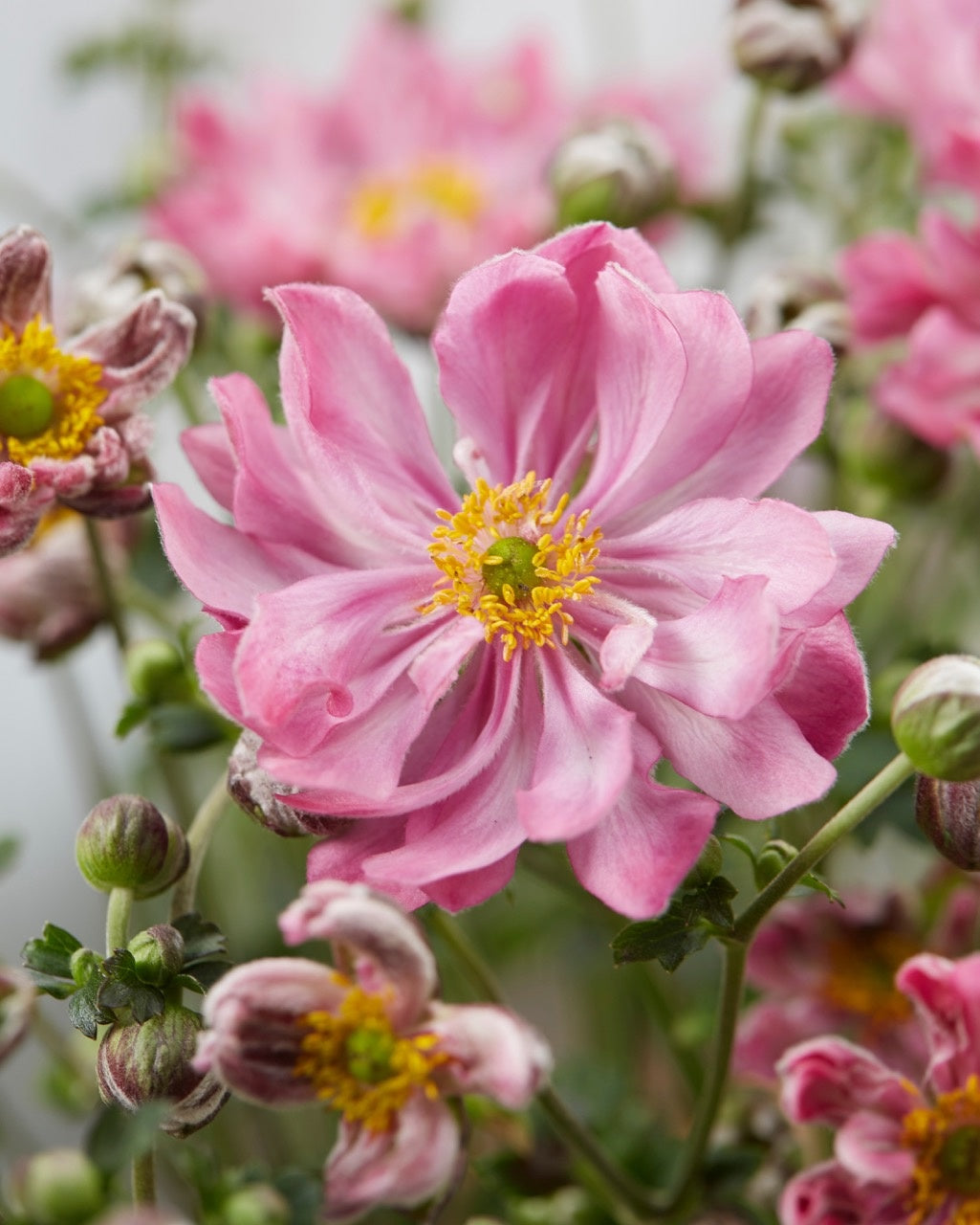 Fantasy Pocahontas Anemone Flower seeds for Planting Sun Loving Heirloom & GMO Free Seeds for Home Garden