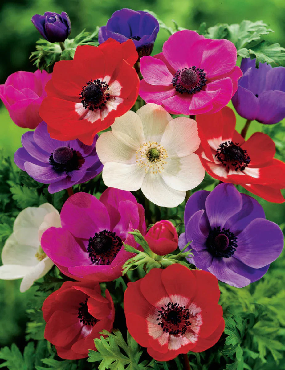 Mixed Colour Anemone Flower Seeds for Planting Compact Growth Heirloom & GMO Free Seeds for Home Garden
 
 Sale