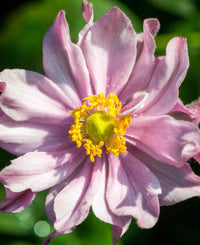 Fantasy Pocahontas Anemone Flower seeds for Planting Sun Loving Heirloom & GMO Free Seeds for Home Garden