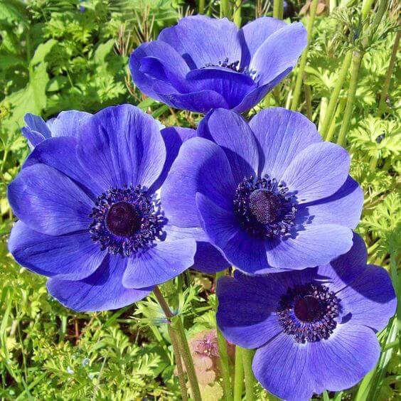 Anemones Flower seeds for Planting Seasonal Bloomer Heirloom & GMO Free Seeds for Home Garden