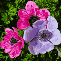 Anemone Flower seeds for Planting Drought Tolerant Heirloom & GMO Free Seeds for Home Garden 
 
 Sale