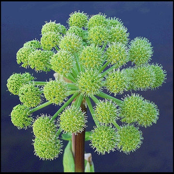 Angelica plant with aromatic leaves and tall stems in garden