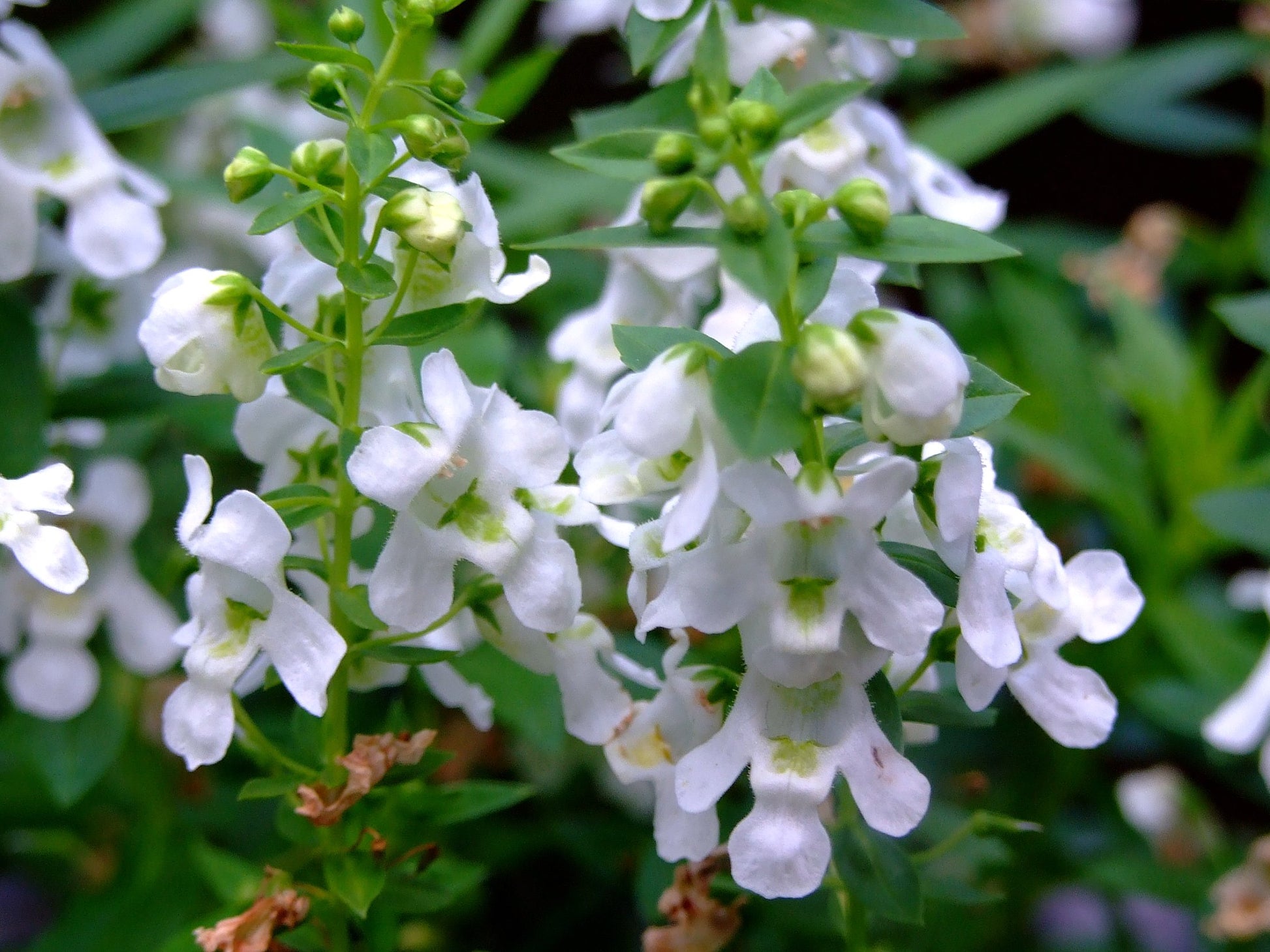Angelonia Salicariifolia Humb Seeds