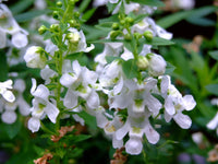 Angelonia Salicariifolia Humb Seeds