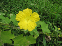 Luffa Flower seeds for Planting Seasonal Bloomer Heirloom & GMO Free Seeds for Home Garden