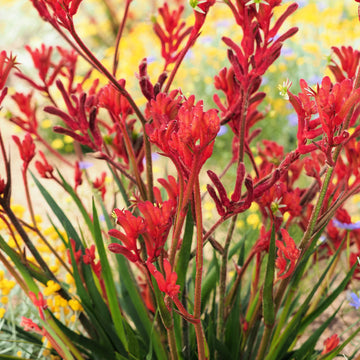 Red Weeping Forsythia Flower seeds for Planting - Colorful Display, Heirloom & GMO Free Seeds for Home Garden