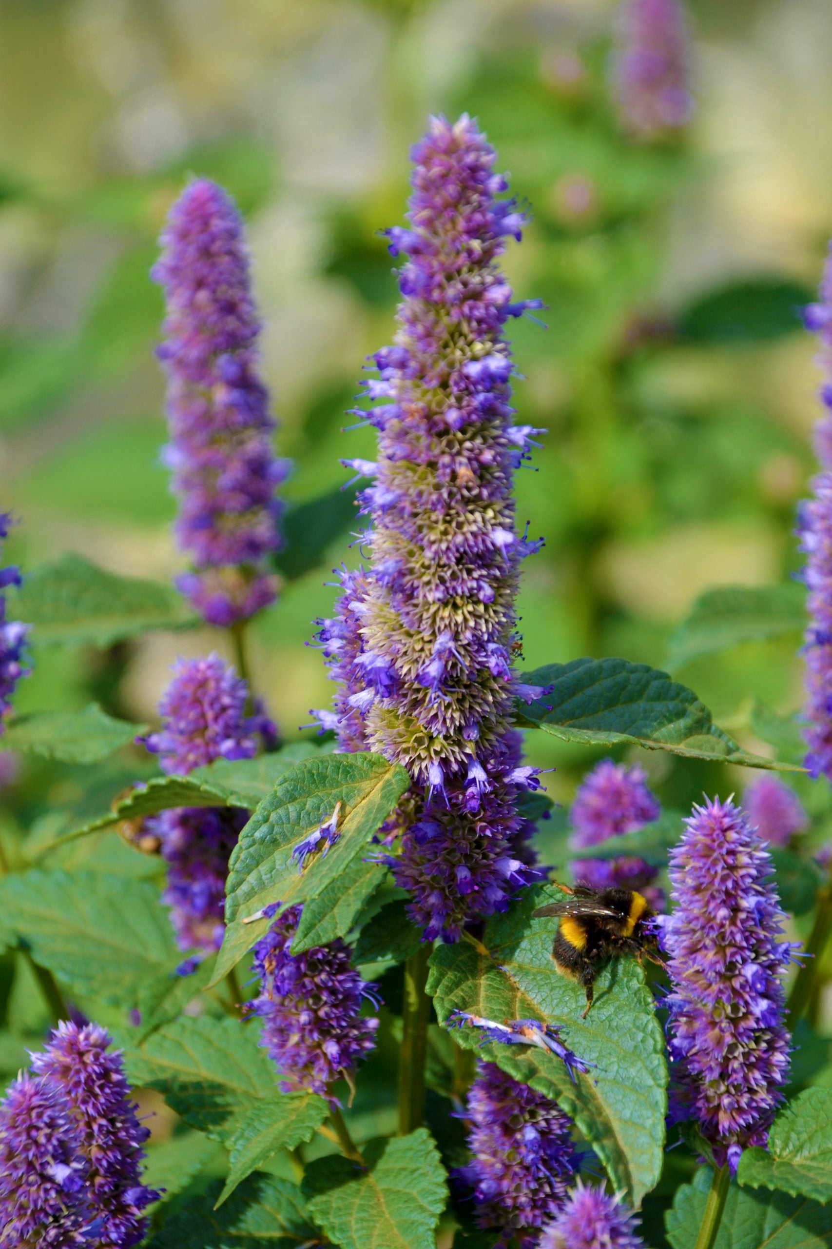 Giant Anise Hyssop Flower seeds for Planting Shade Tolerant Heirloom & GMO Free Seeds for Home Garden