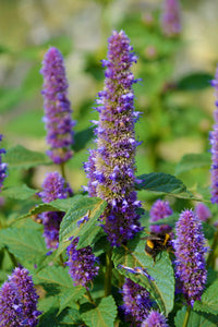 Giant Anise Hyssop Flower seeds for Planting Shade Tolerant Heirloom & GMO Free Seeds for Home Garden
