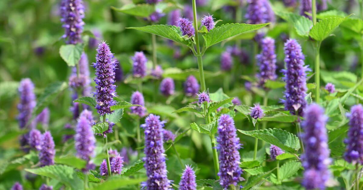 Giant Anise Hyssop Flower seeds for Planting Shade Tolerant Heirloom & GMO Free Seeds for Home Garden