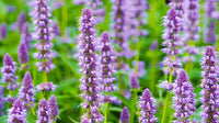 Giant Anise Hyssop Flower seeds for Planting Shade Tolerant Heirloom & GMO Free Seeds for Home Garden
