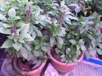 Packet of Anise Persian Basil herb flower seeds