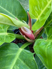 Philodendron Flower seeds for Planting - Shade Tolerant, Heirloom & GMO Free Seeds for Home Garden