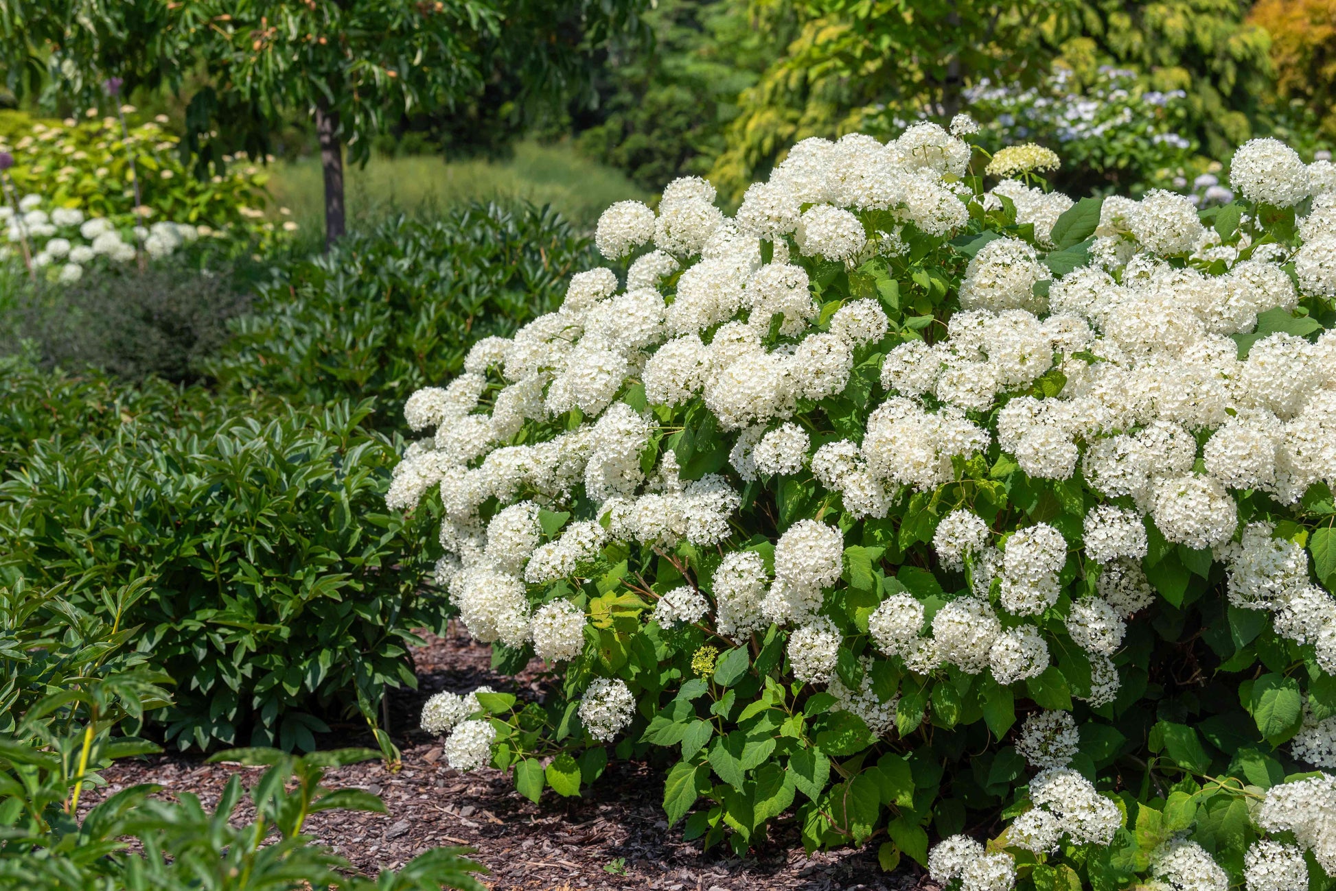 Annabelle Flower seeds for Planting Garden Favorite Heirloom & GMO Free Seeds for Home Garden 
 
 Sale