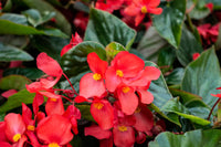 Heirloom Begonia Flower seeds for Planting Hardy Variety Heirloom & GMO Free Seeds for Home Garden