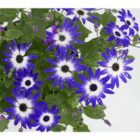 Heirloom Senetti Pericallis Flower seeds for Planting Shade Tolerant Heirloom & GMO Free Seeds for Home Garden