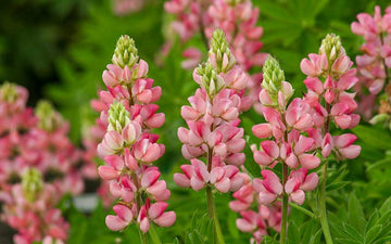 Light Pink Lupine Flower Seeds for Planting Fragrant Blossoms Heirloom & GMO Free Seeds for Home Garden
 
 Sale