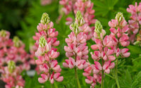 Thick Pink Lupine Flower Seeds for Planting Fragrant Blossoms Heirloom & GMO Free Seeds for Home Garden
 
 Sale