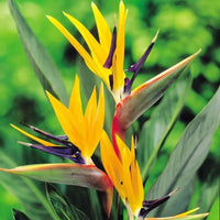 Strelitzia Flower Seeds Yellow Green