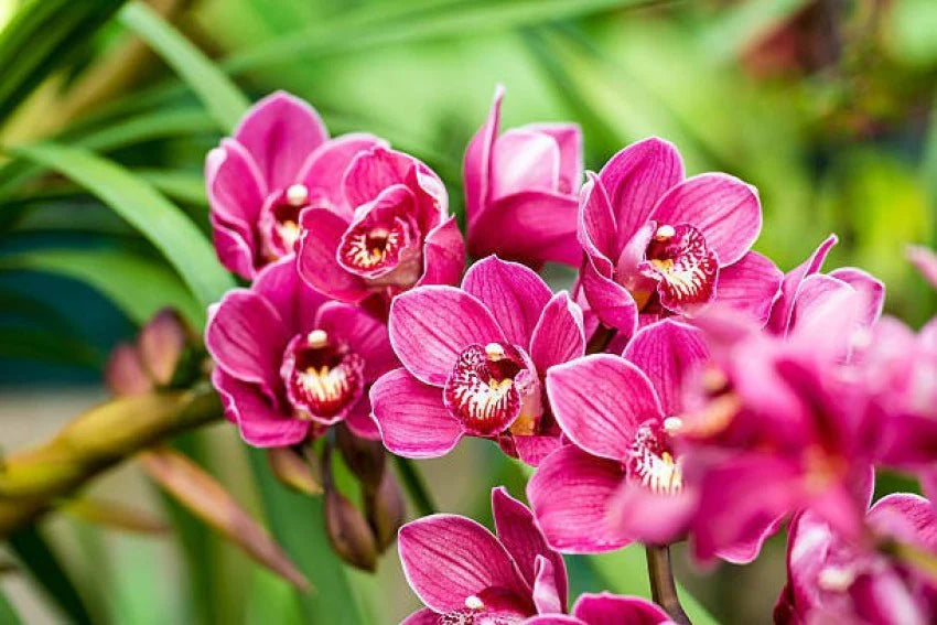 Heirloom Butterfly Orchid Flower seeds for Planting Low Maintenance Heirloom & GMO Free Seeds for Home Garden