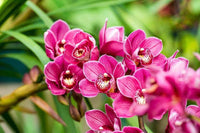 Butterfly Orchid Flower seeds for Planting Shade Tolerant Heirloom & GMO Free Seeds for Home Garden