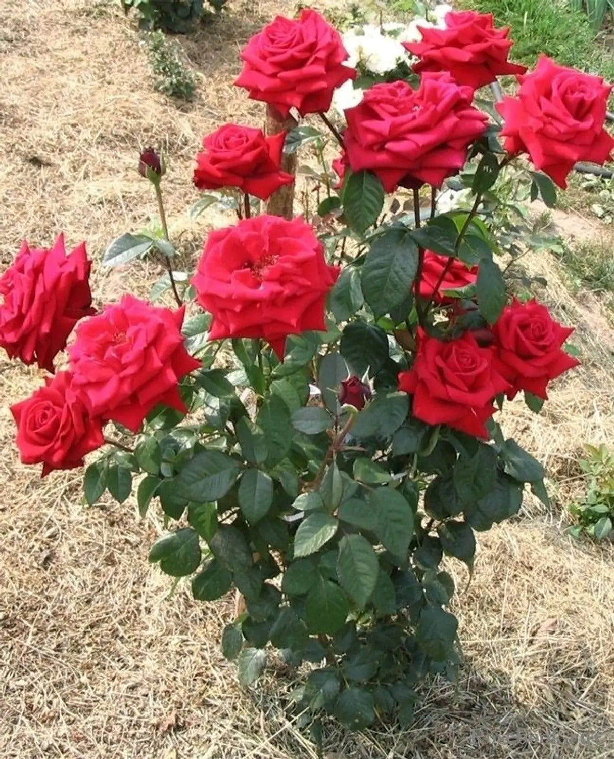 Rose Flower seeds for Planting, Cottage Garden Essential Heirloom & GMO Free Seeds for Home Garden