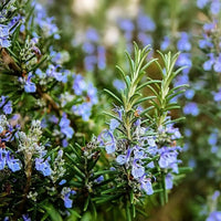 Violet Rosemary Flower seeds for Planting Shade Tolerant Heirloom & GMO Free Seeds for Home Garden
 
 Sale