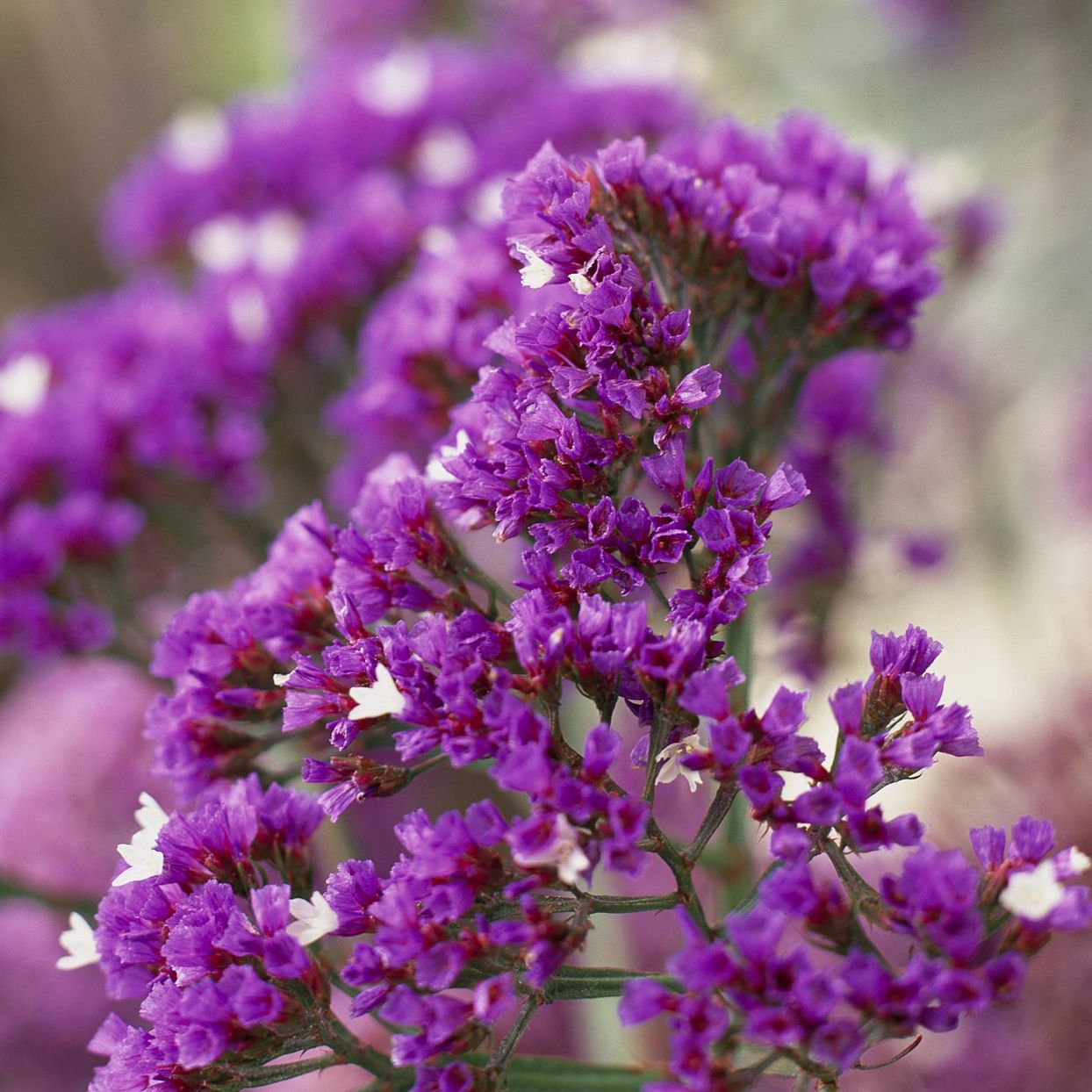 Limonium Flower seeds for Planting Hardy Variety Heirloom & GMO Free Seeds for Home Garden