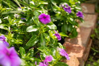 Violet Periwinkle Vinca Flower Seeds for Planting Hardy Variety Heirloom & GMO Free Seeds for Home Garden
 
 Sale