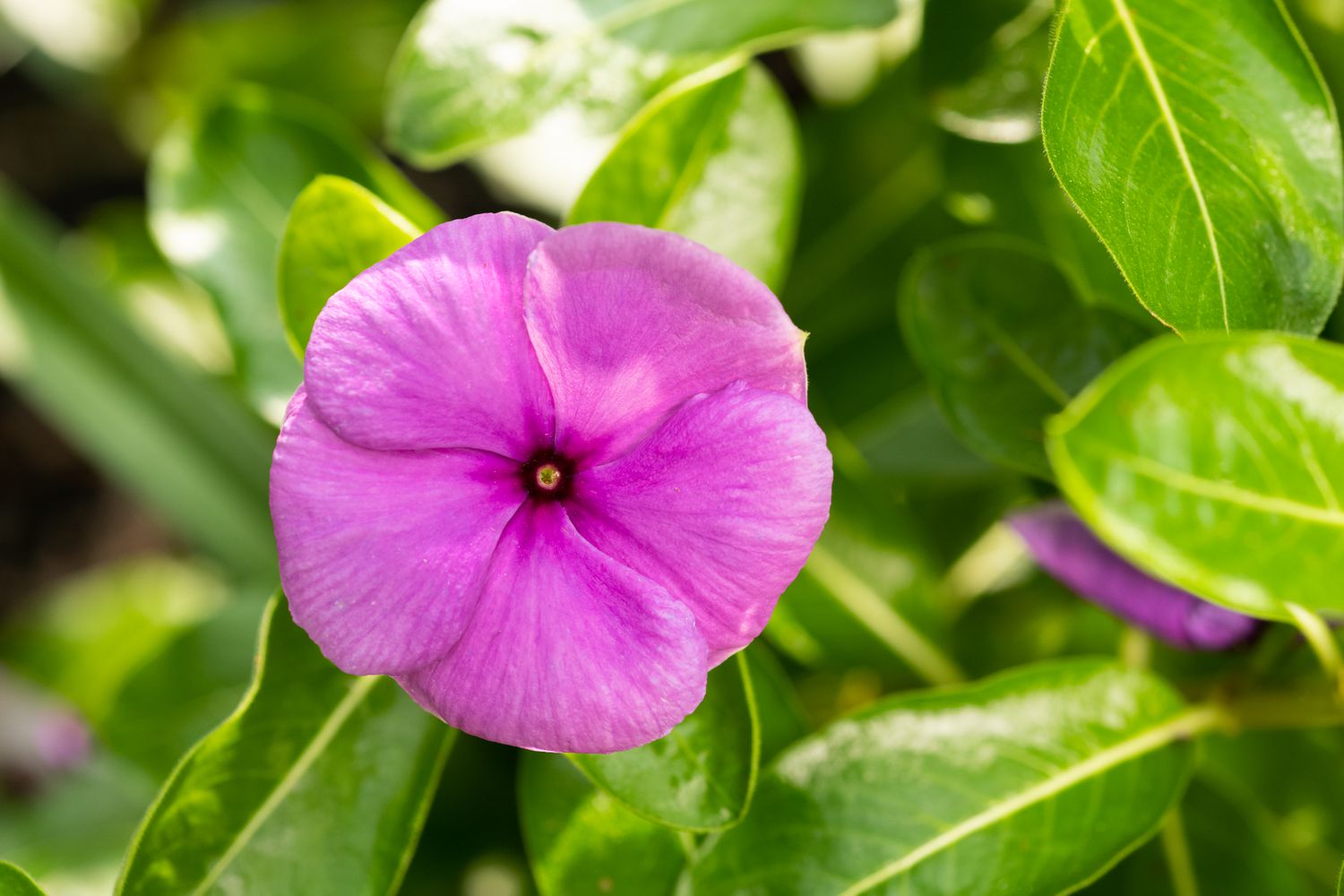 Purple Vinca Flower seeds for Planting - Compact Growth, Heirloom & GMO Free Seeds for Home Garden